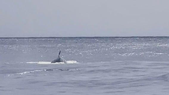Rare whale spotted off of the Texas coast
