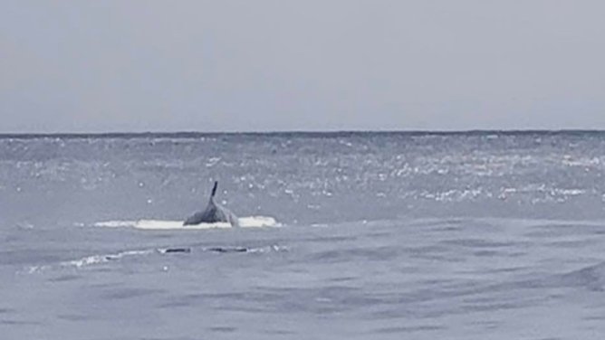 Rare whale spotted off of the Texas coast