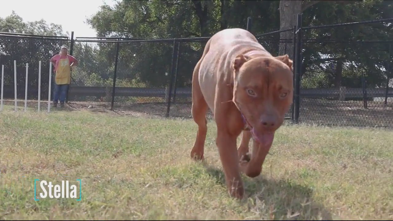 Dog of the Day: Stella