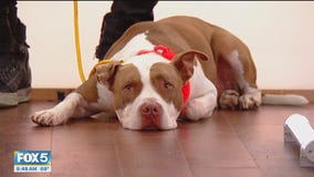 'Dog Whisperer' Cesar Millan on dog safety tips