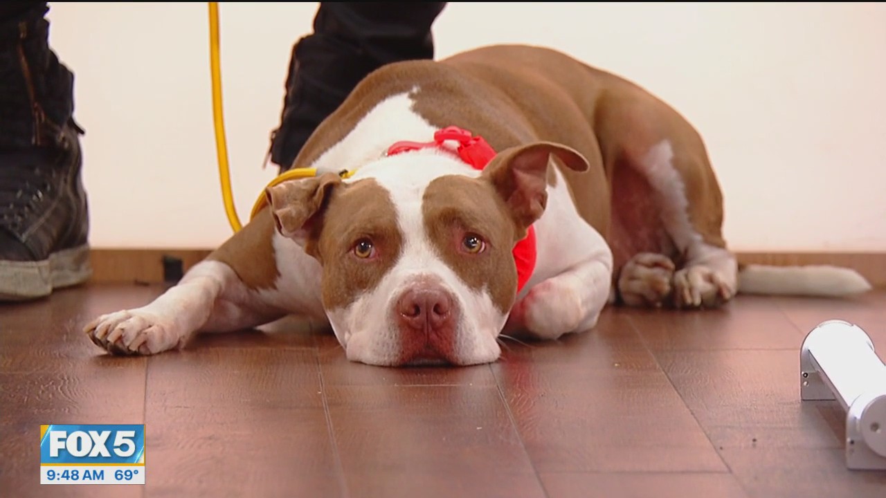 'Dog Whisperer' Cesar Millan on dog safety tips