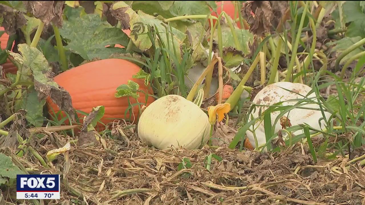 Long Island pumpkin crop thrives as fall season kicks off