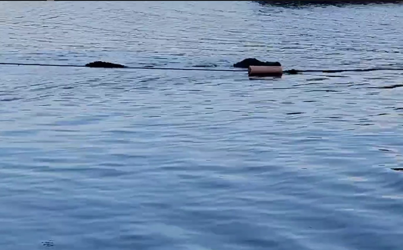 Alligator in water at Huntsville State Park