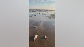 Fish seen dead along Texas Gulf Coast shores