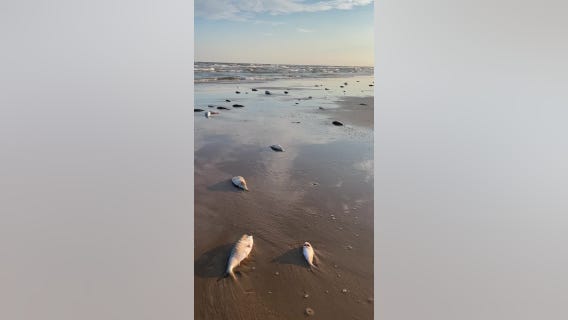 Fish seen dead along Texas Gulf Coast shores