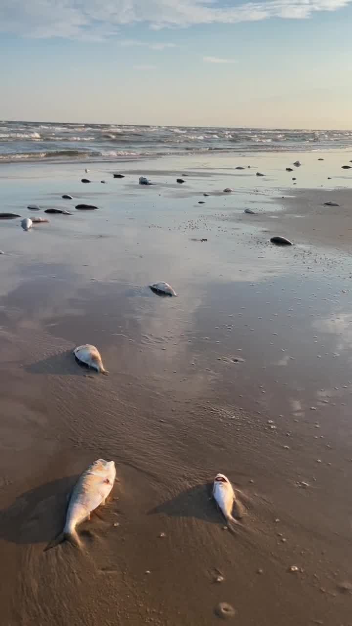 Fish seen dead along Texas Gulf Coast shores