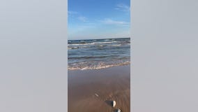 Red tide killing thousands of fish along gulf coast