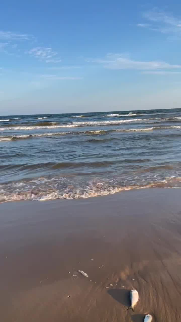 Red tide killing thousands of fish along gulf coast