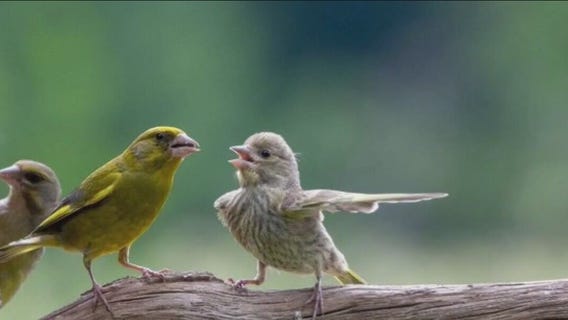 Vote Now in the Comedy Wildlife Photo Awards