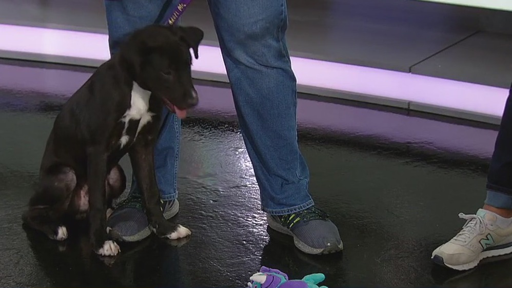 October is Adopt a Shelter Dog Month