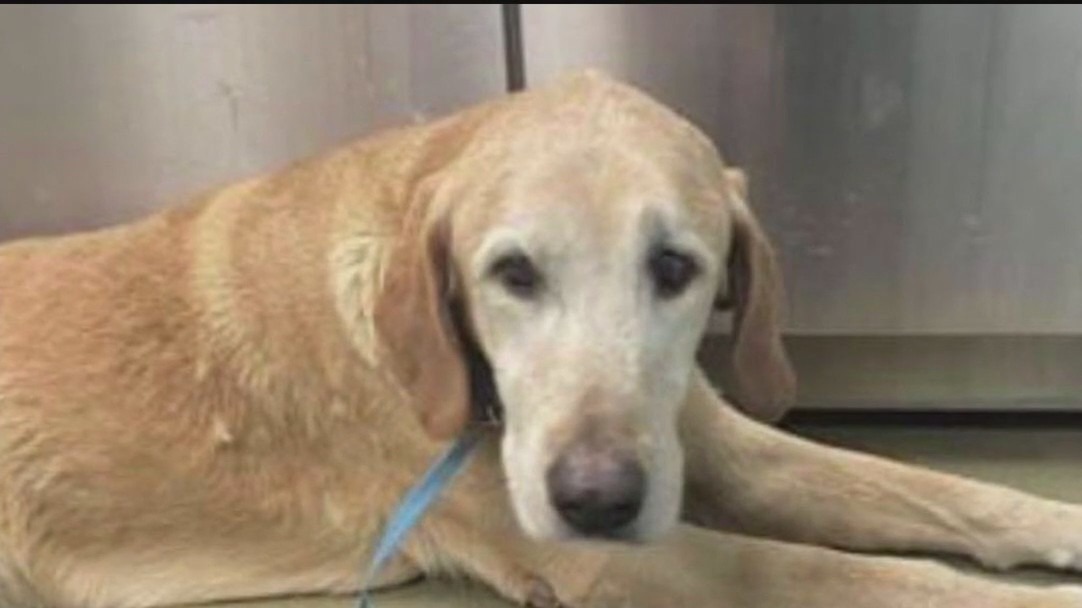 Shelter did not consult vet about euthanizing dog