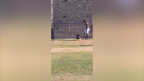 Owner throws weights at dog