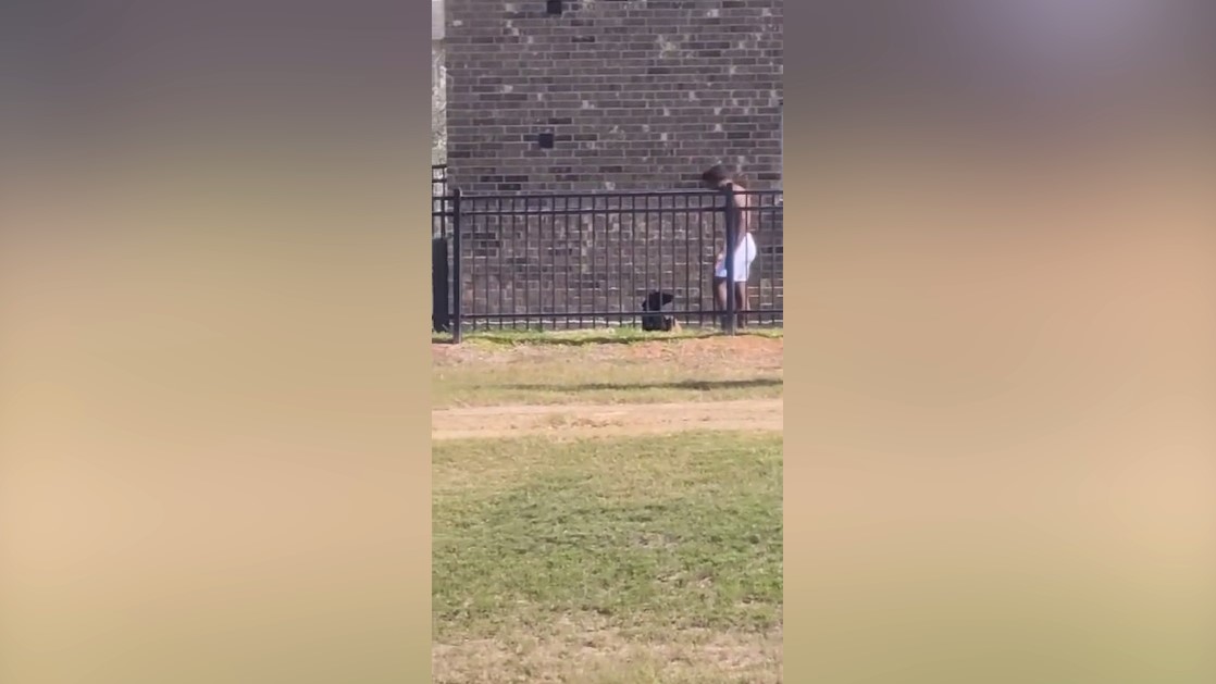 Owner throws weights at dog