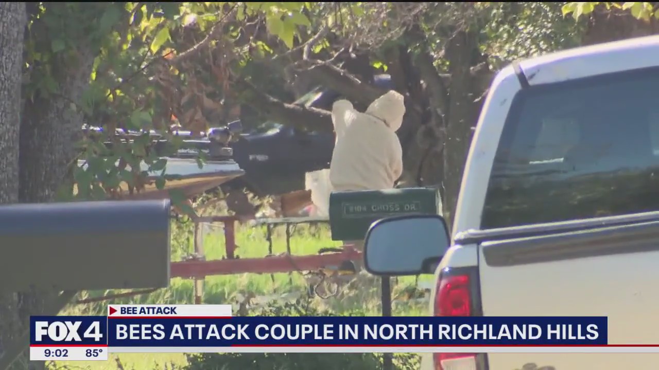 Elderly couple attacked by bees