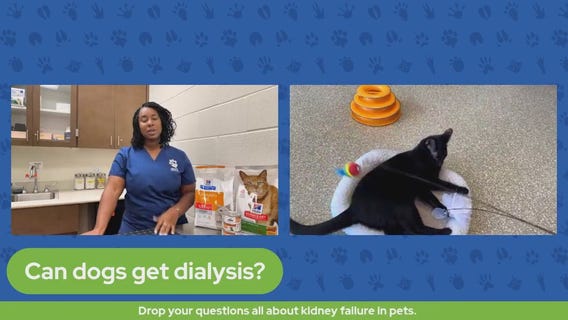 Pet Pawcast - Kidney Disease