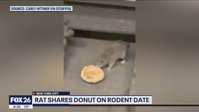 Rat caught on video sharing a donut
