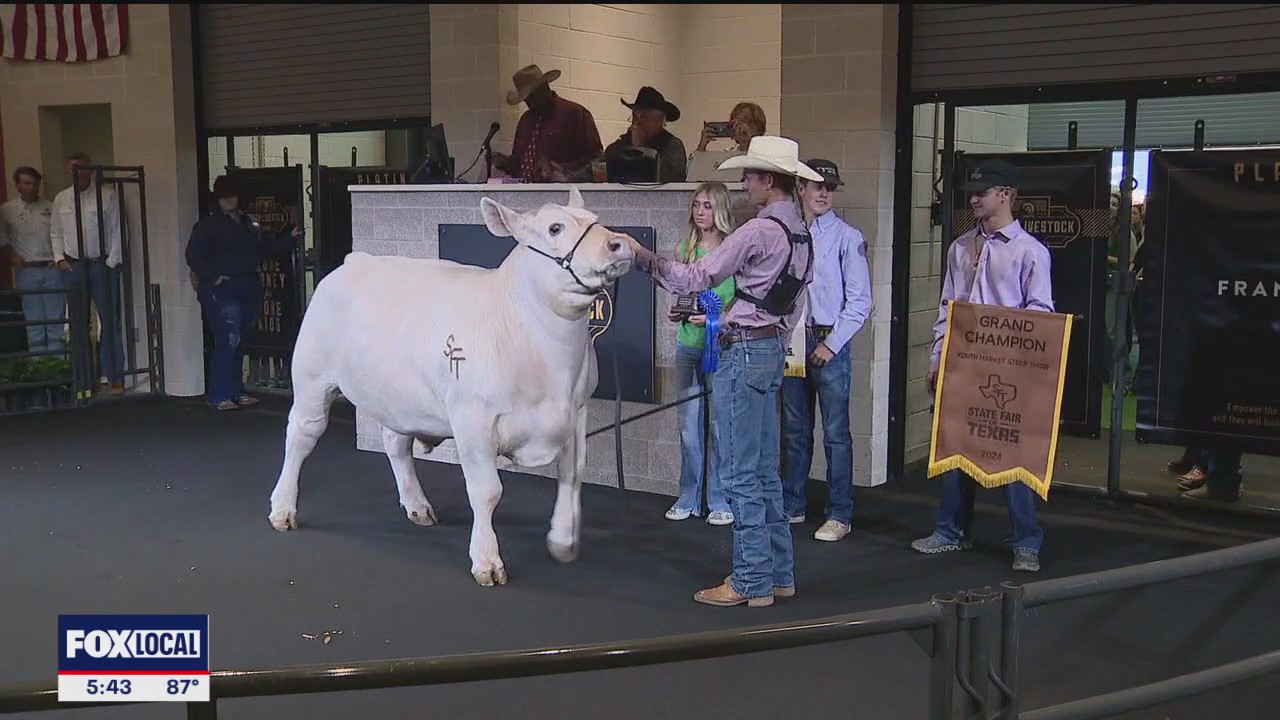 Big Tex Grand Champion steer crowned at state fair