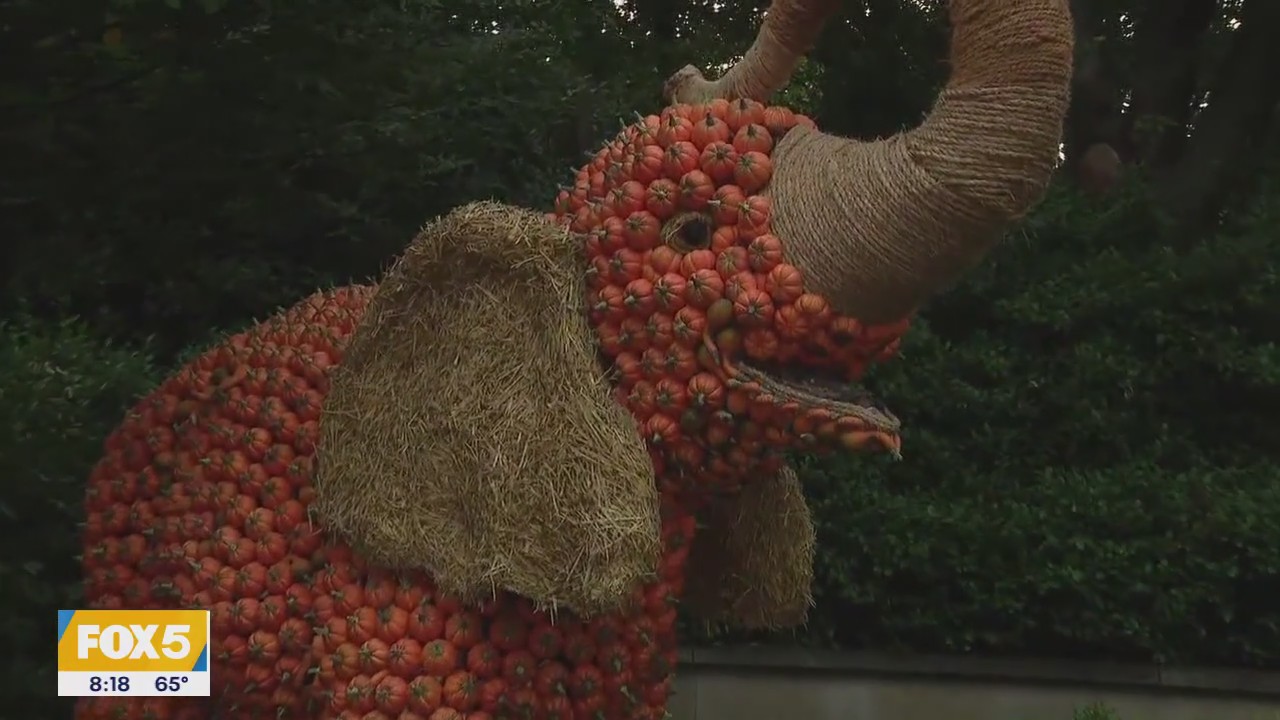 Family-friendly Halloween fun returns at The Bronx Zoo's annual 'Boo at the Zoo' event