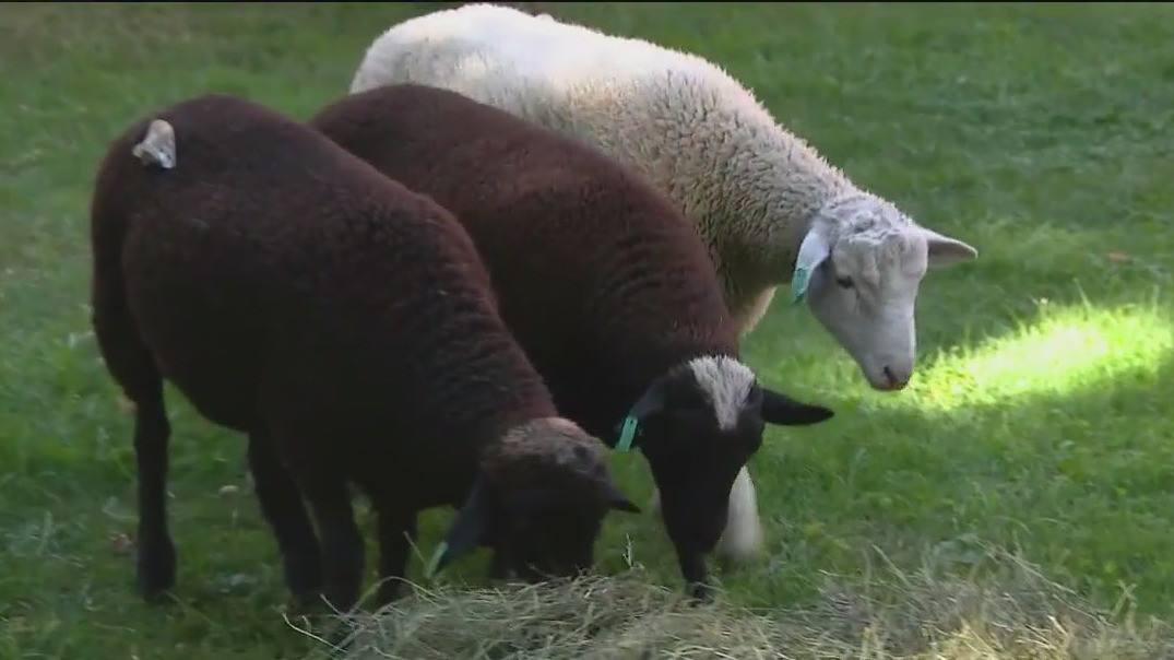 Sheep provide 'lamb-scaping' services in local cemetery