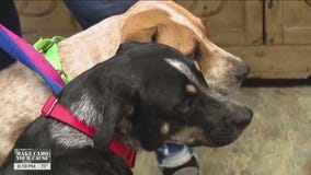 Discovery of abandoned dogs in Willis