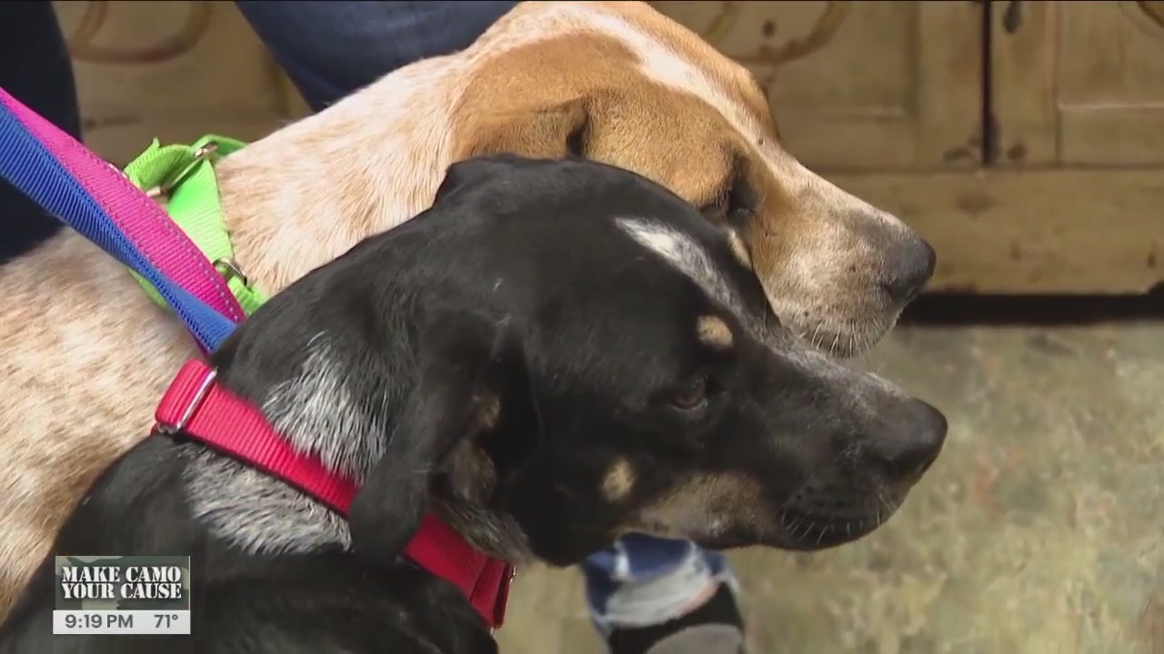 Discovery of abandoned dogs in Willis