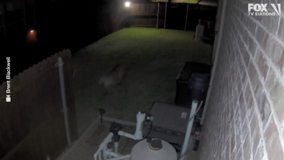 Mountain lion spotted in Frisco