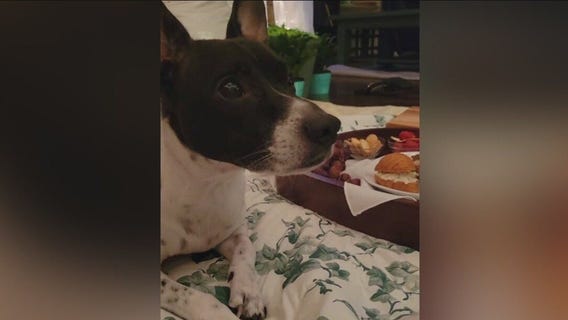 Houston family scammed through lost dog