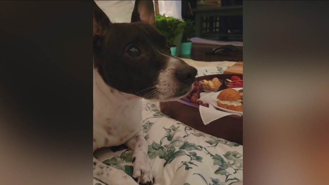 Houston family scammed through lost dog