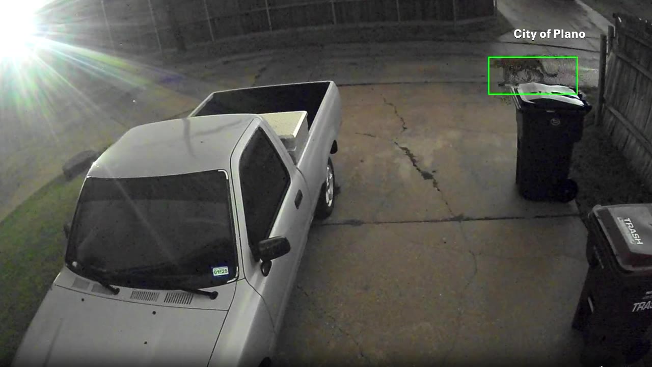 Mountain lion captured on video in Plano
