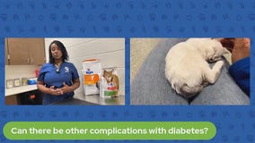 Pet Pawcast: Pet Diabetes