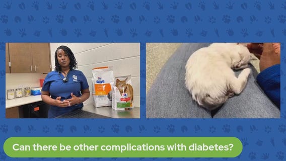 Pet Pawcast: Pet Diabetes