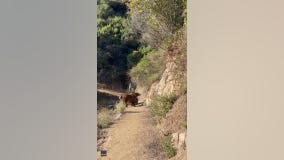 Woman comes face-to-face with bear on hiking trail