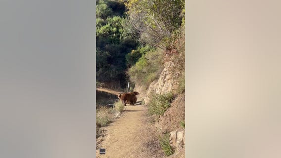 Woman comes face-to-face with bear on hiking trail