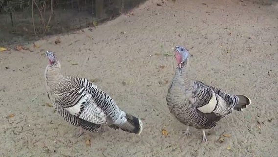 Meet turkeys at the Houston Zoo