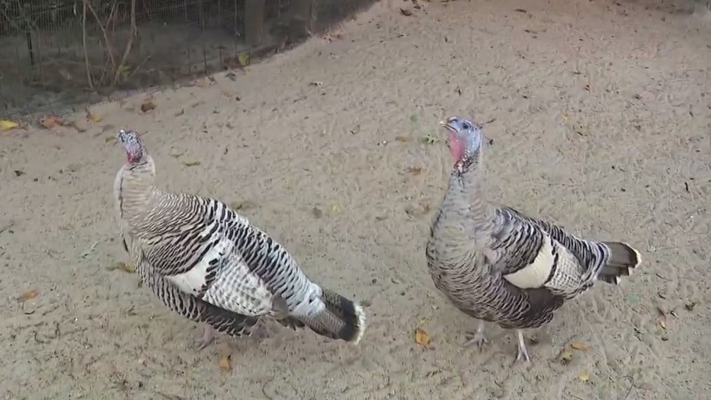Meet turkeys at the Houston Zoo