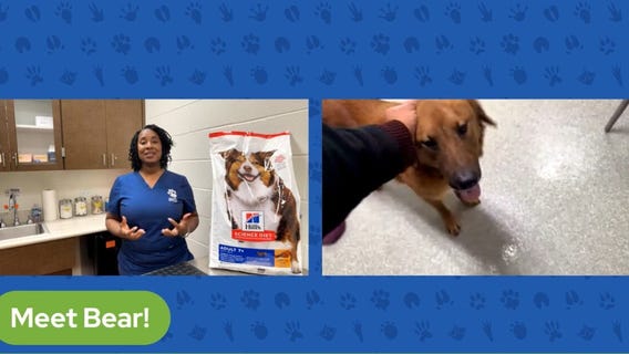 The Pet Pawcast - Do pets get sick?