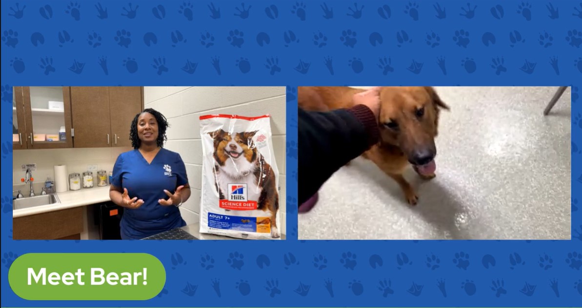 The Pet Pawcast - Do pets get sick?