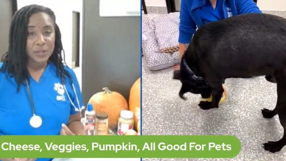 Pet Pawcast - Keep pet safe on Thanksgiving