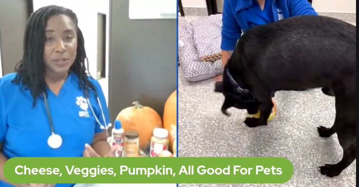 Pet Pawcast - Keep pet safe on Thanksgiving