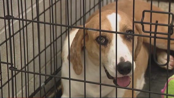 Mysterious illness infecting more dogs