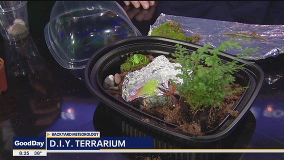 How to make a D.I.Y. terrarium with household items