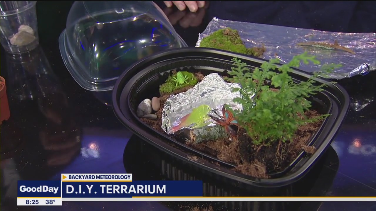 How to make a D.I.Y. terrarium with household items