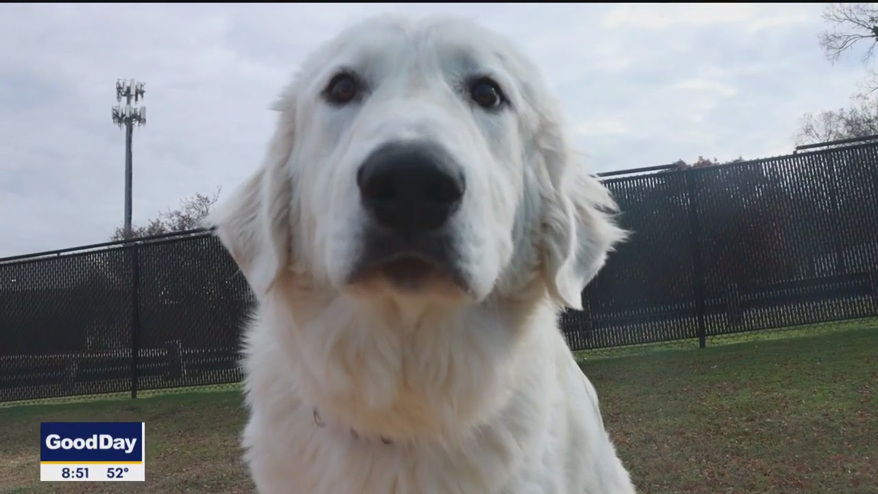 Pet of the Day: Ralph