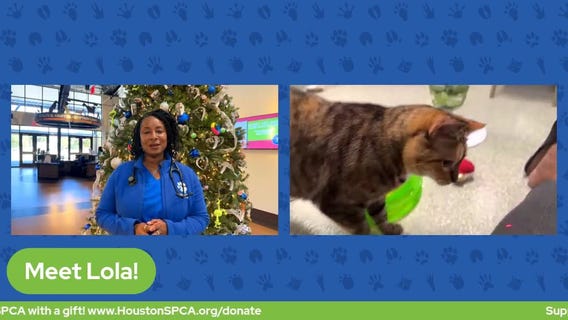 The Pet Pawcast: Holiday decor safety