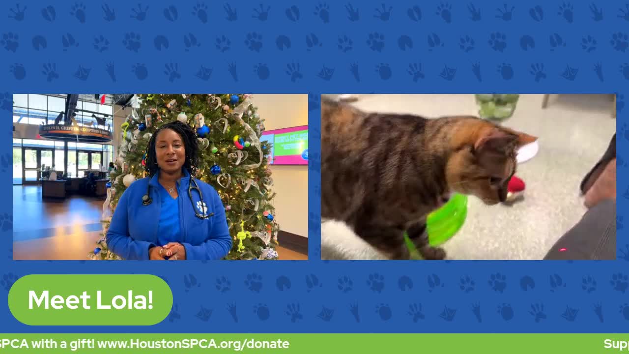 The Pet Pawcast: Holiday decor safety