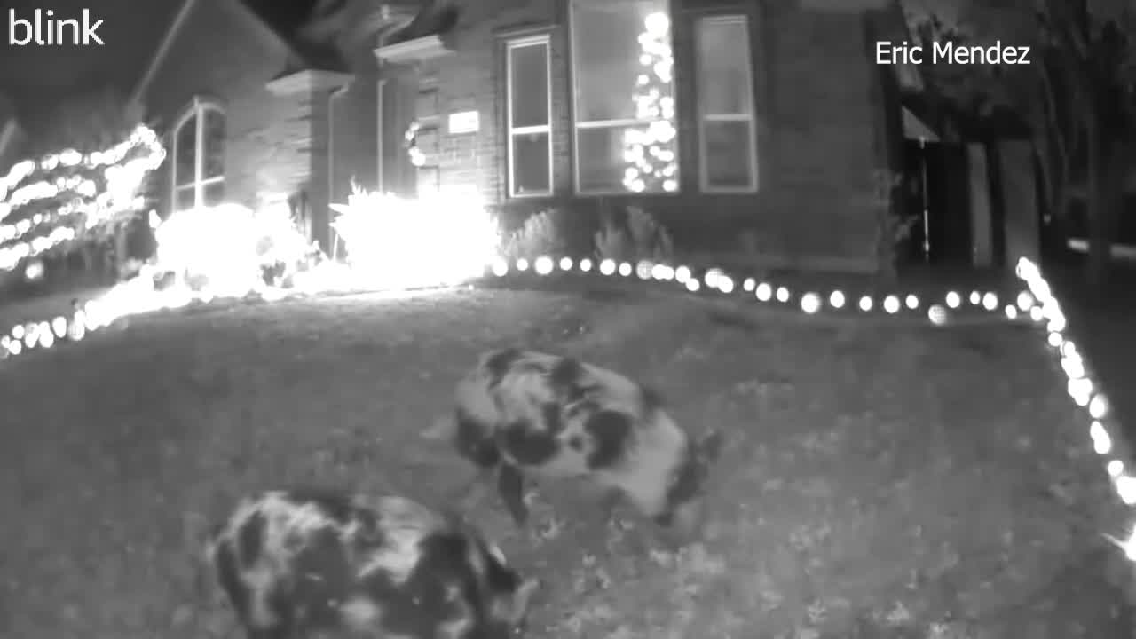 Feral hogs spotted in Valley Ranch