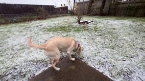 Dog sees snow for the first time