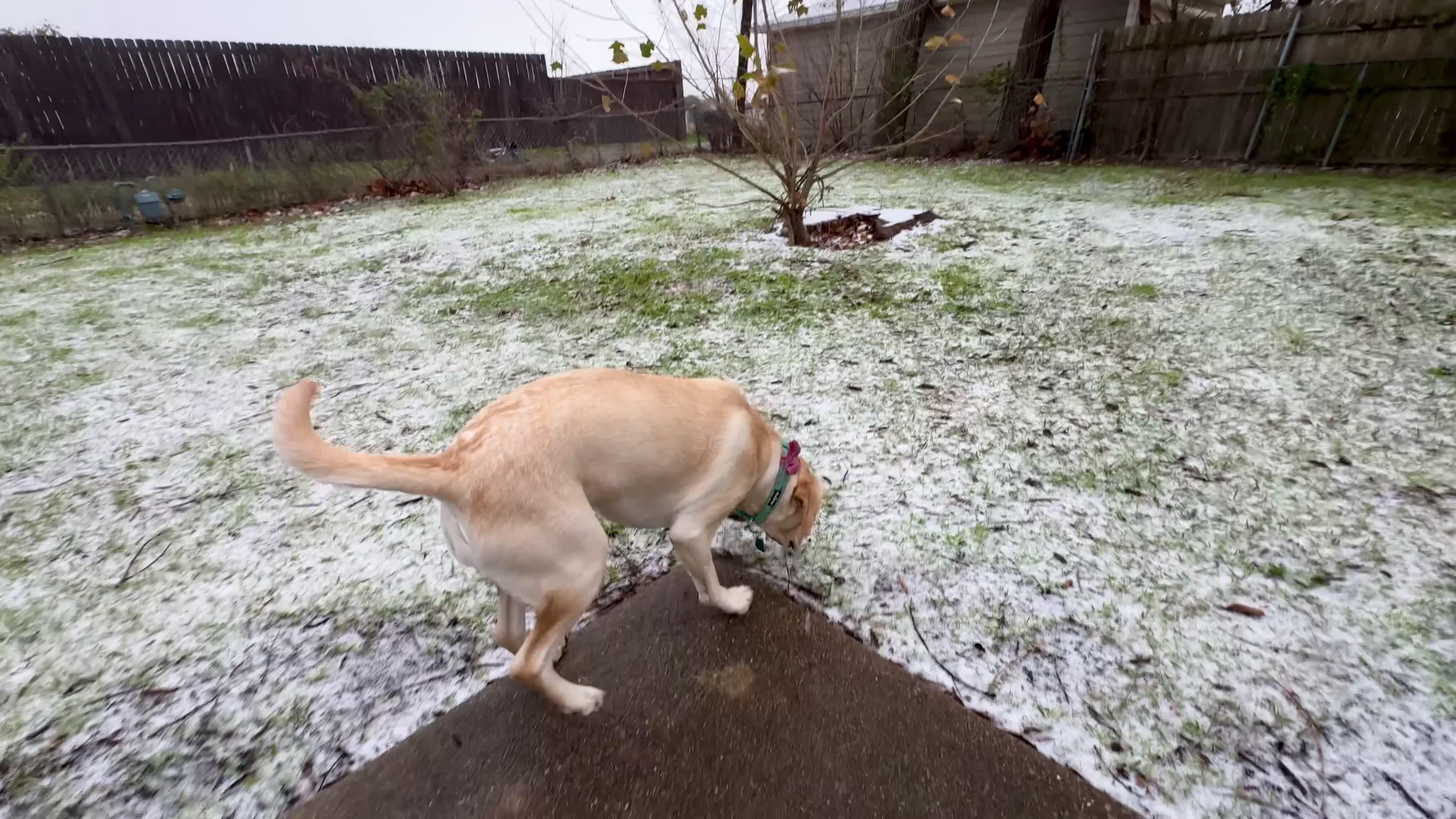 Dog sees snow for the first time