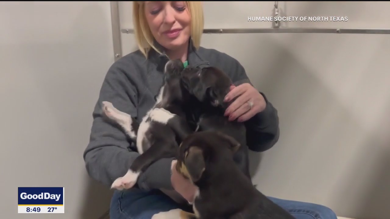 Puppies abandoned in Fort Worth ready for adoption