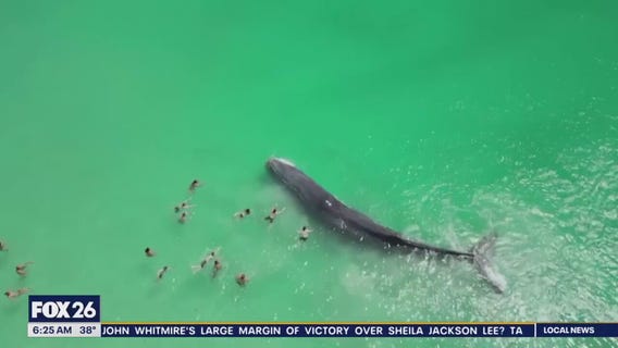 People seen taking swim with large whale
